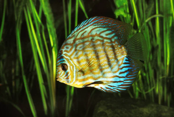 Discus Pompadour semfizodon a equifasciatus — Stok fotoğraf