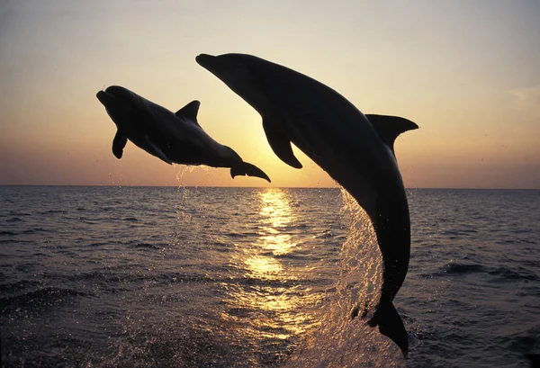 Grande Dauphin tursiops truncatus — Fotografia de Stock