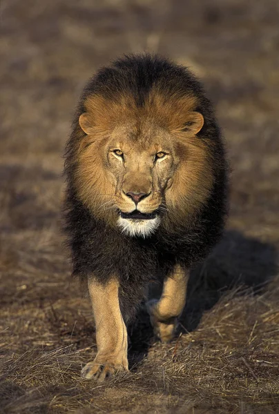 Löwe des afrikanischen Panthera leo — Stockfoto