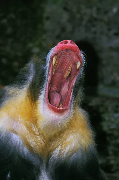 Mandrill mandrillus szfinx — Stock Fotó