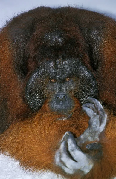 Orang Outan pongo pygmaeus — 图库照片