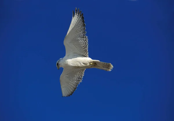 Faucon Gerfaut falco rusticolus — Stockfoto