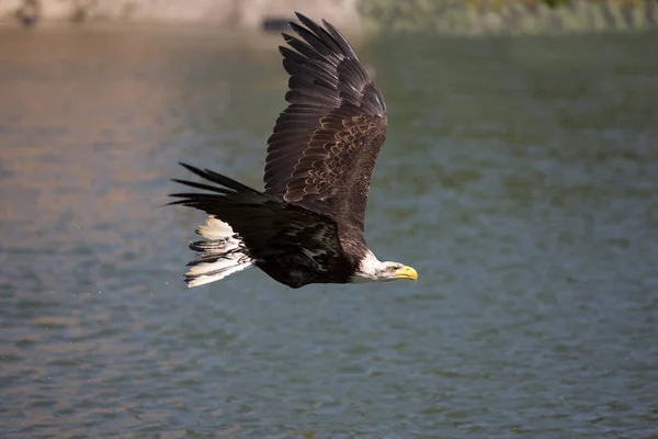 Pygargue A Tete Blanche haliaeetus leucocephalus — Foto Stock