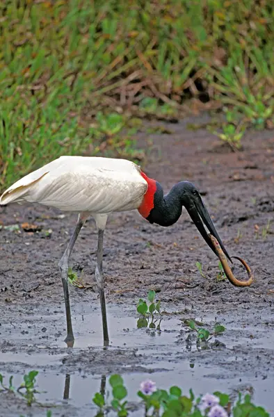 Jabiru D'Amerique jabiru micteria — Foto Stock