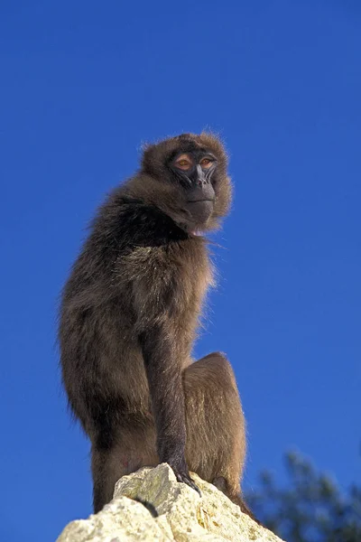 Gelada theropithecus gelada — Fotografia de Stock