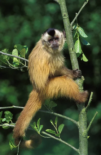 Sapajou Apelle cebus apella — Stockfoto