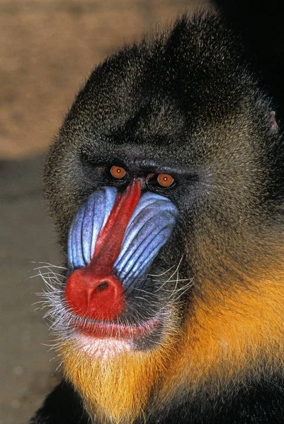 Mandrill mandrillus szfinx — Stock Fotó