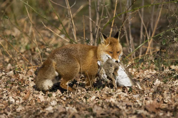 Renard Rouxの彫刻 — ストック写真