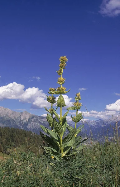 GENTIANO JAUNE gentiana lutea — Fotografia de Stock