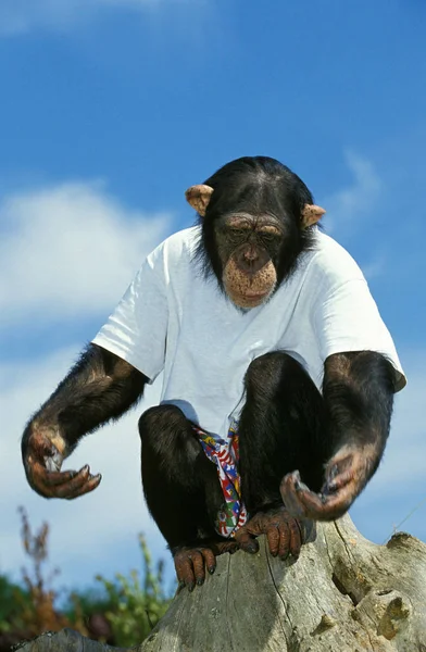 Chimpanze pan troglodytes Humour —  Fotos de Stock