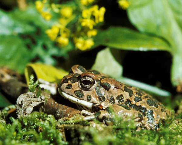 Crapaud Vert bufo viridis — Foto de Stock