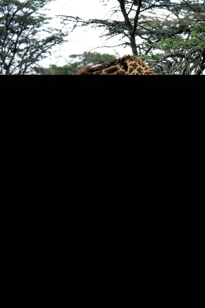 Girafe Masai giraffa camelopardalis tippelskirchi — 图库照片