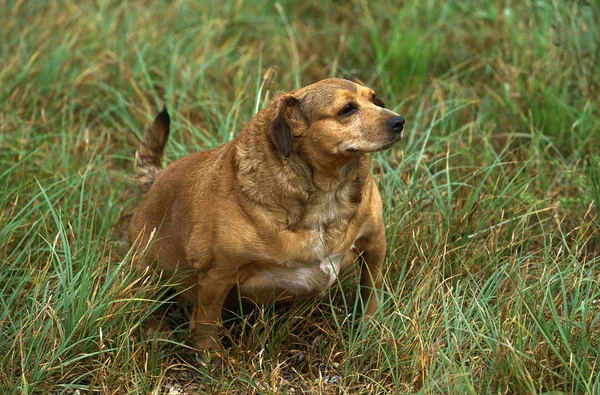 CHEZ LE CHIEN OBESITO — Fotografia de Stock