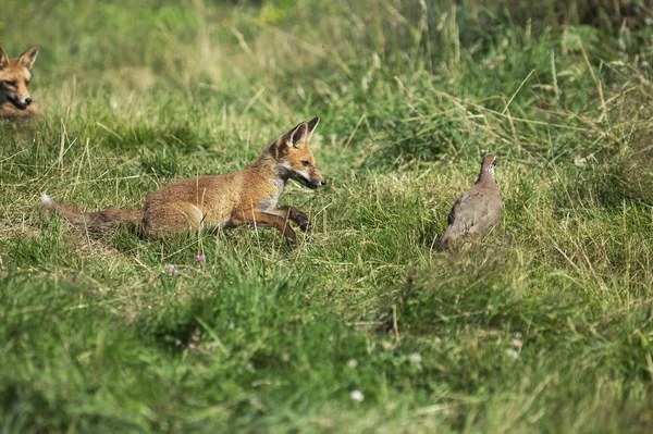 Renard Rouxの彫刻 — ストック写真