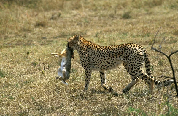 Guepard acinonyx jubatus — Stockfoto