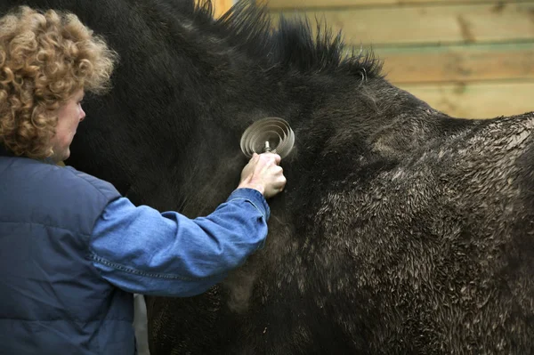 Pansage du Cheval — Foto de Stock