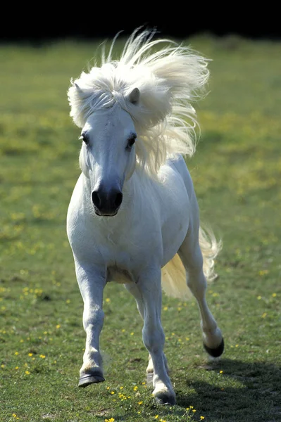 Pony Shetland — Stockfoto