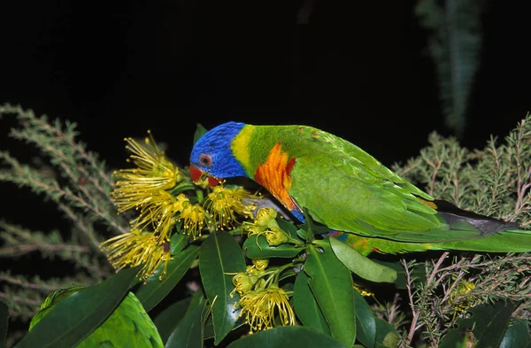 Loriquet De Swainson trichoglossus haematodus moluccanus Nincs magyar neve — Stock Fotó