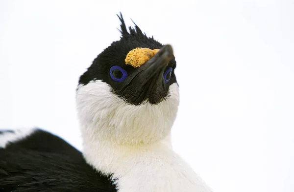 Cormoran Imperial phalacrocorax atriceps albiventer — Stockfoto