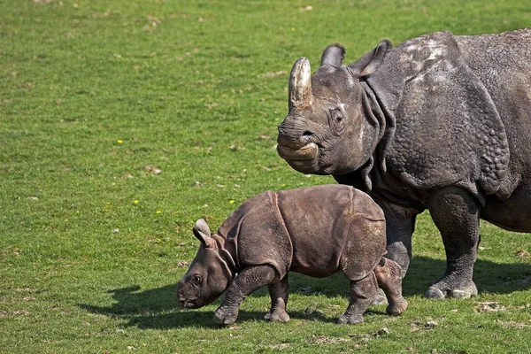 RHINOCEROS INDIEN rhinoceros unicornis — Stock Photo, Image