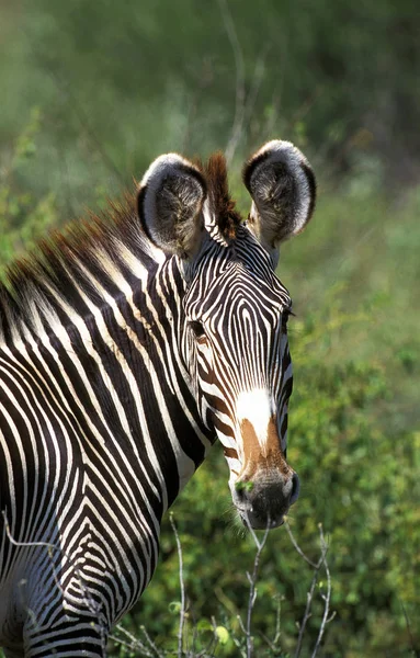 Zebre De Grevy equus grevyi — стокове фото