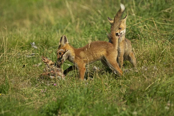 Renard Rouxの彫刻 — ストック写真