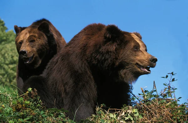 Náš Brun ursus arctos — Stock fotografie