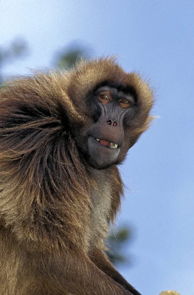 Gelada theropithecus gelada — Fotografia de Stock