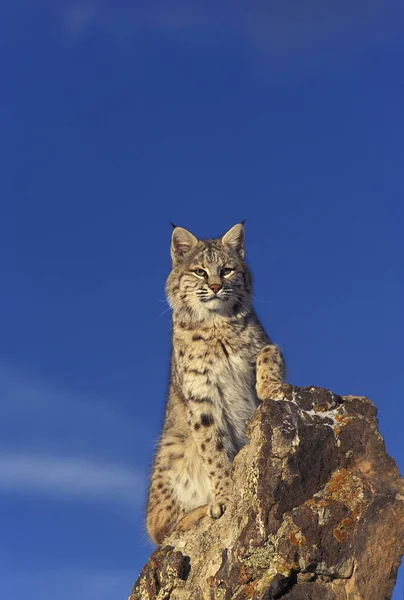 Lynx Roux Bobcat lynx rufus — 图库照片