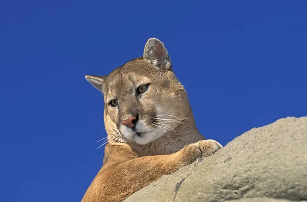 Puma puma concolor — Stockfoto