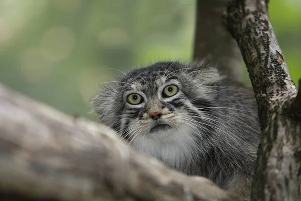 MANUL Reccolobus manul — стоковое фото