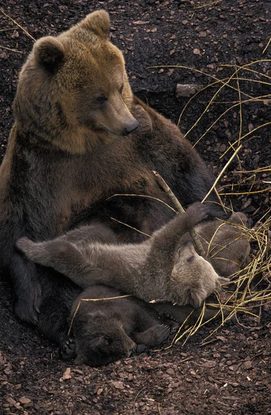 OURS BRUN ursus arctos — Stock Photo, Image