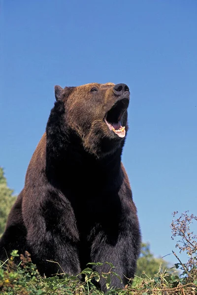 Nôtre Brun ursus arctos — Photo