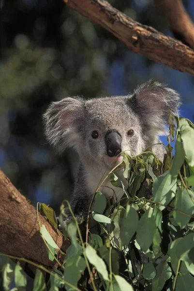 Koala phascolarctos cinereus — стоковое фото