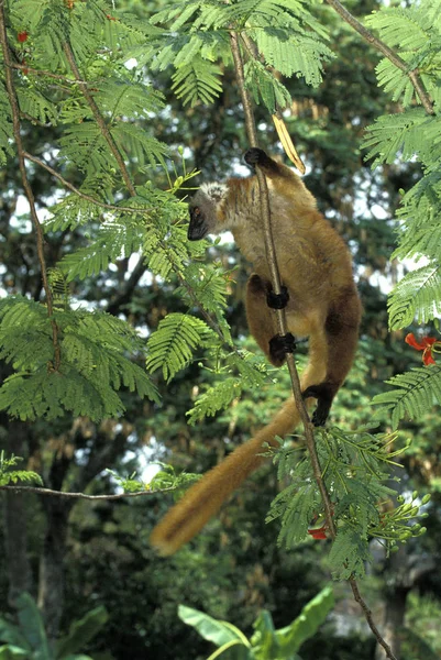 Maki Brun eulemur fulvus — Stock fotografie