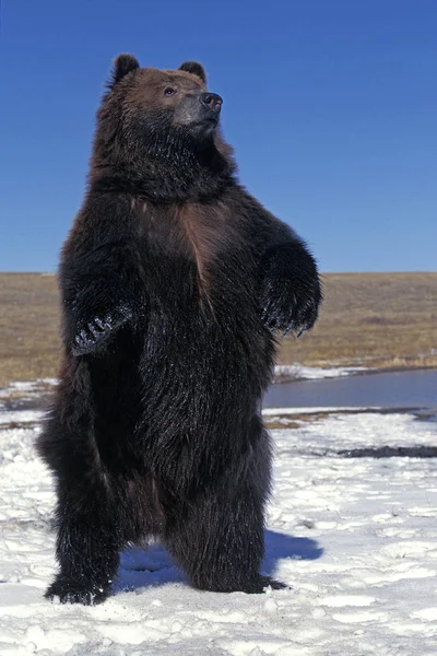 Наш Kodiak ursus arctos middendendendorffi — стокове фото