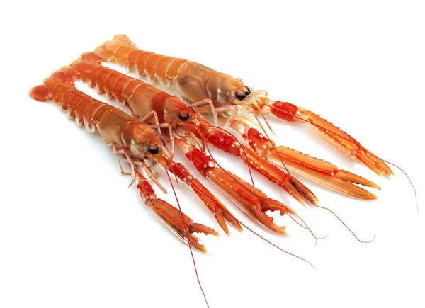 Langoustine — Stockfoto