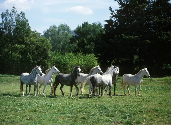 Lipizzaner — Stockfoto