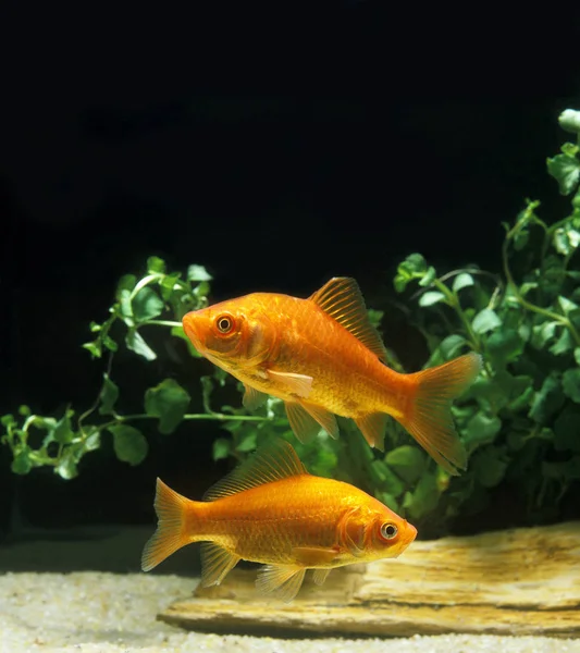 Poisson Rouge carassius auratus — стокове фото