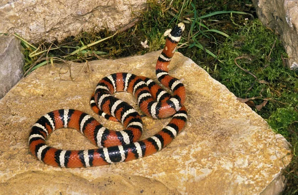 Serpent Roi d'Arizona lampropeltis pyromelana — Photo