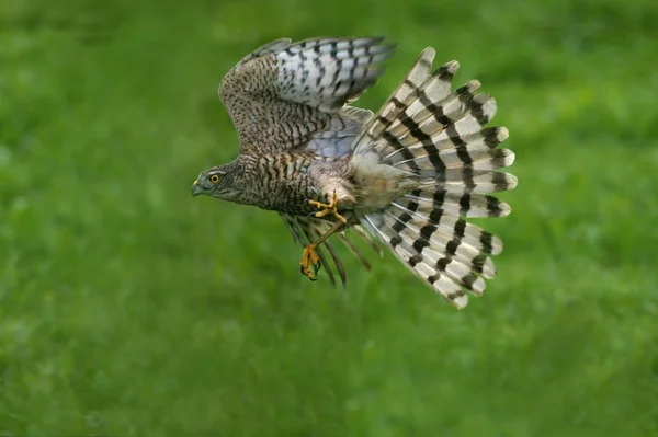 Epervier D'Europe Accipiter nisus — 图库照片