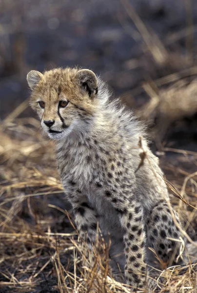 Guepard acinonyx jubatus — Stockfoto