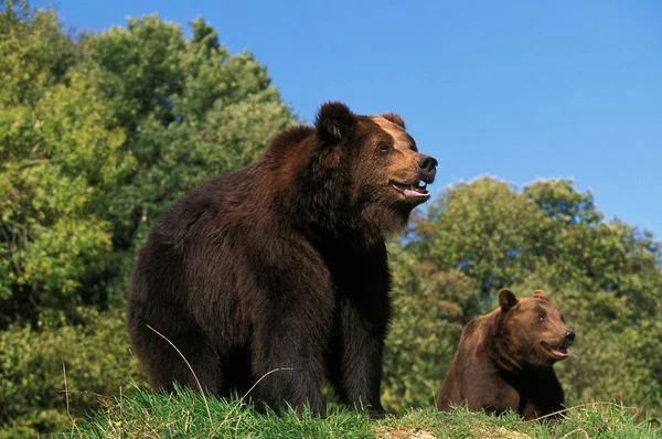 Nôtre Brun ursus arctos — Photo