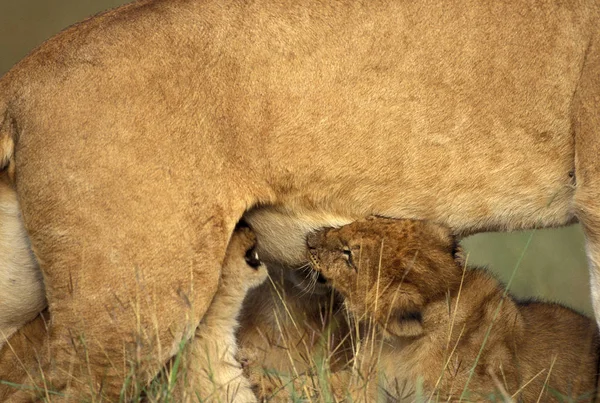 LION D'AFRIQUE panthera leo — Stock Photo, Image