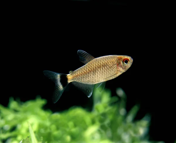 TETRA AUX YEUX ROUGES moenkhausia oligolepis — ストック写真