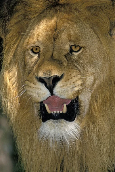 Λιοντάρι D 'Afrique Panthera leo — Φωτογραφία Αρχείου