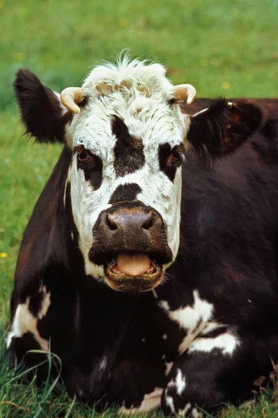 Vache normande — Foto de Stock