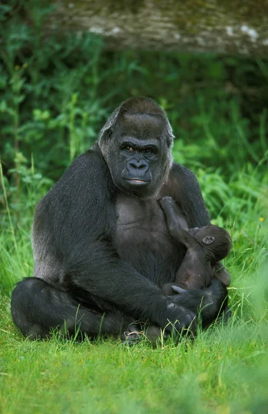 GORILLE DE PLAINE gorilla gorilla graueri — Stock Photo, Image