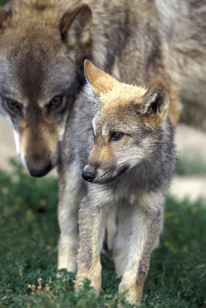 LOUP D 'EUROPE canis lupus — Foto de Stock