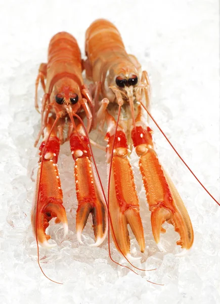 Langoustine — Stockfoto